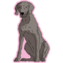 Weimaraner Sit Pink Sticker