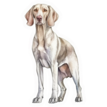 Weimaraner Stands Sticker