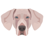 Weimaraner Sticker