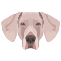 Weimaraner Sticker