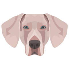 Weimaraner Sticker
