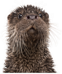 Wet Otter Close Up Sticker