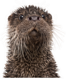 Wet Otter Close Up Sticker