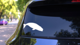 Whale Swimming Sticker on a Rear Car Window (New) example