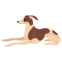 Whippet Cartoon Sticker