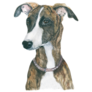 Whippet Dog Breed Sticker