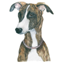 Whippet Dog Breed Sticker