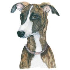 Whippet Dog Breed Sticker
