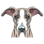 Whippet Dog Face Sticker