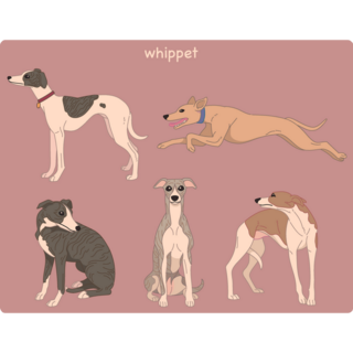 Whippet Dog Sticker Sheet