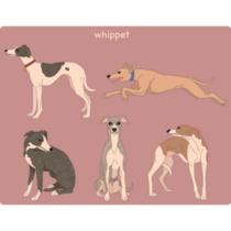 Whippet Dog Sticker Sheet