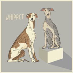 Whippet Dogs Sticker