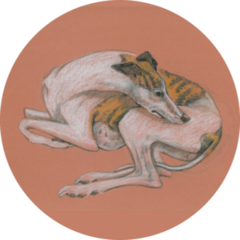 Whippet Drawing Sticker