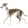 Whippet Drawn Sticker