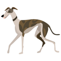 Whippet Drawn Sticker