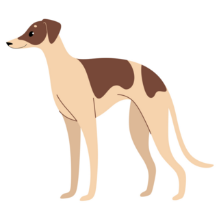 Whippet Illustration Sticker