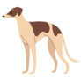 Whippet Illustration Sticker
