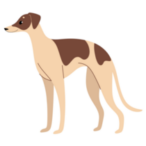 Whippet Illustration Sticker