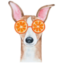 Whippet In Oranges Sticker 