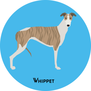 Whippet On Blue Sticker