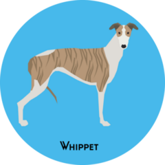 Whippet On Blue Sticker