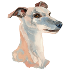 Whippet Portrait Sticker