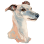 Whippet Portrait Sticker