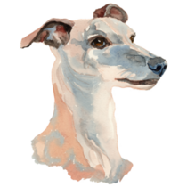 Whippet Portrait Sticker