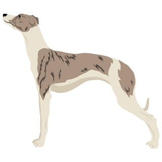 Whippet Pose Sticker