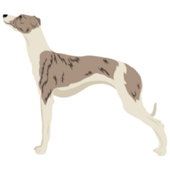Whippet Pose Sticker
