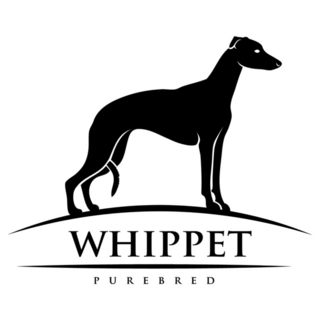 Whippet Purebred Sticker