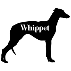 Whippet Silhouette Sticker