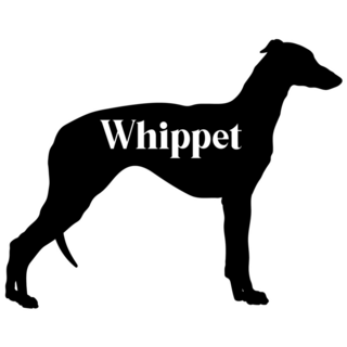 Whippet Silhouette Sticker