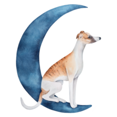 Whippet Sitting Moon Sticker