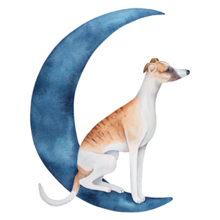 Whippet Sitting Moon Sticker