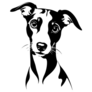 Whippet Stare Sticker