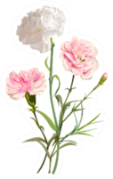 White And Pink Carnation Flowers Isolated Sticker