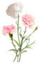 White And Pink Carnation Flowers Isolated Sticker