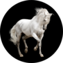 White Andalusian Horse Stallion Isolated On Black Sticker