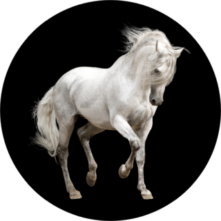 White Andalusian Horse Stallion Isolated On Black Sticker