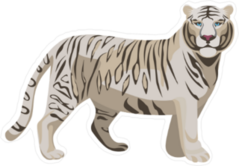 White Bengal Tiger Sticker