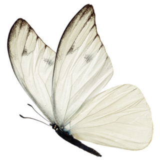White Butterfly Sticker
