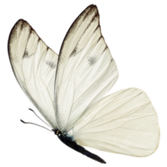 White Butterfly Sticker