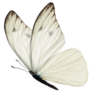White Butterfly Sticker