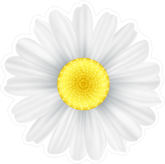 White Chamomile Flower Sticker