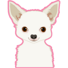 White Chihuahua Pink Sticker