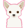 White Chihuahua Pink Sticker