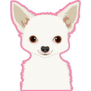 White Chihuahua Pink Sticker