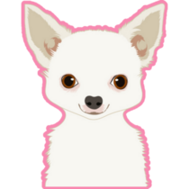 White Chihuahua Pink Sticker