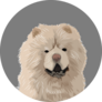 White Chow Puppy Sticker